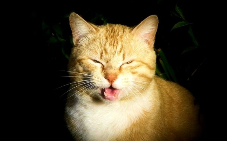 what-do-you-really-know-about-pet-food.jpg