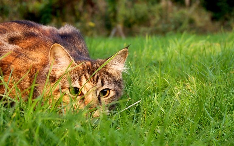 what-do-you-really-know-about-pet-food.jpg
