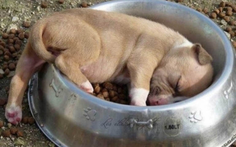 what-do-you-really-know-about-pet-food.jpg