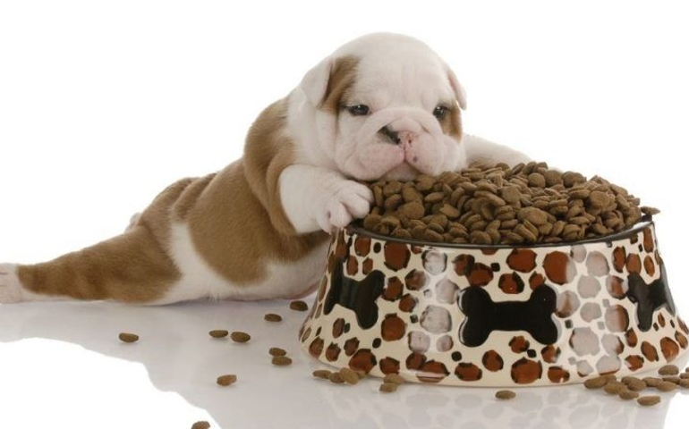 what-do-you-really-know-about-pet-food.jpg