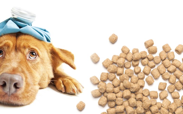 what-do-you-really-know-about-pet-food.jpg