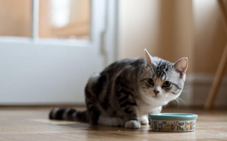 what-do-you-really-know-about-pet-food.jpg