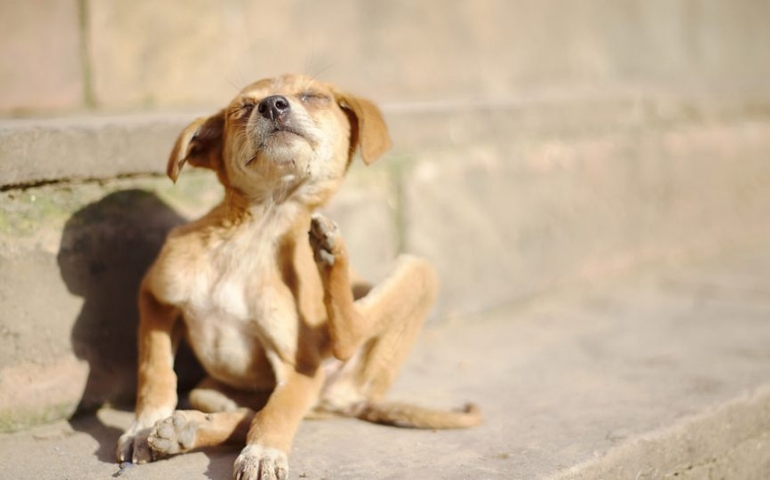 what-do-you-really-know-about-pet-food.jpg