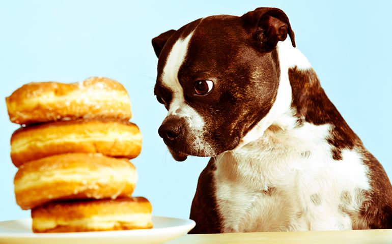 what-do-you-really-know-about-pet-food.jpg