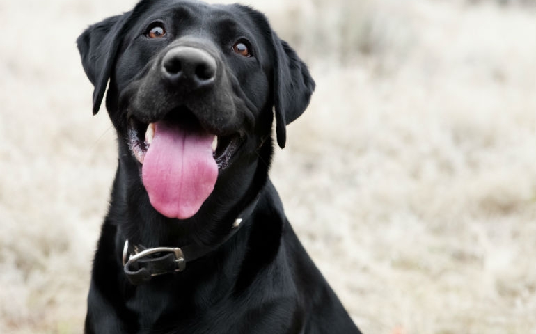what-do-you-really-know-about-pet-food.jpg