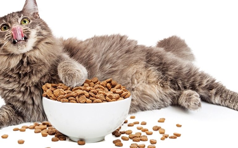 what-do-you-really-know-about-pet-food.jpg