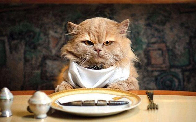 what-do-you-really-know-about-pet-food.jpg