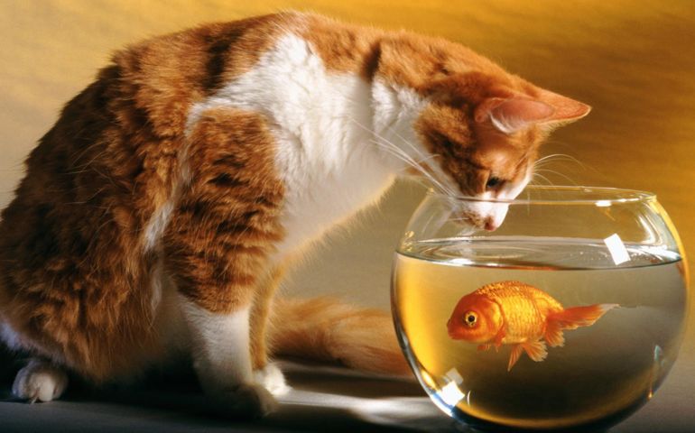 what-do-you-really-know-about-pet-food.jpg