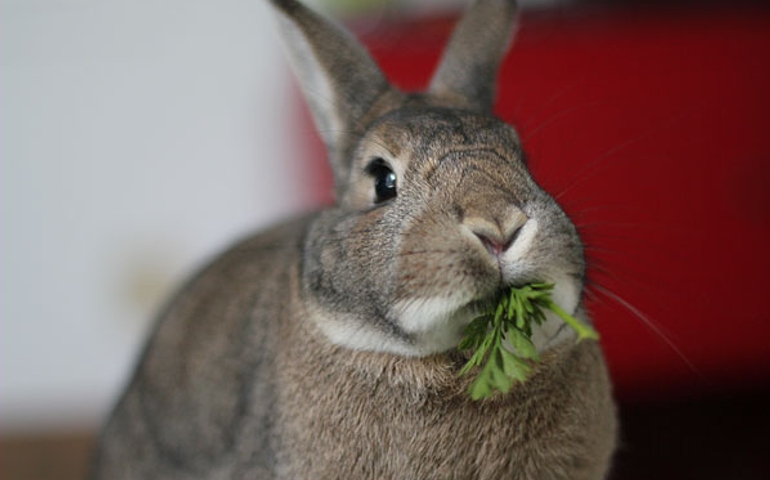 what-do-you-really-know-about-pet-food.jpg