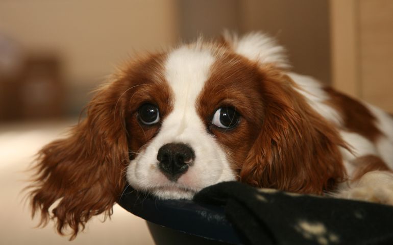 what-do-you-really-know-about-pet-food.jpg