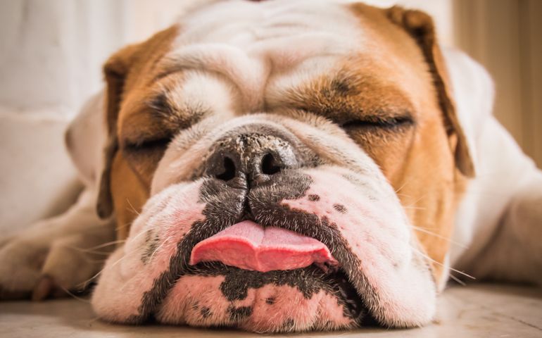 what-do-you-really-know-about-pet-food.jpg