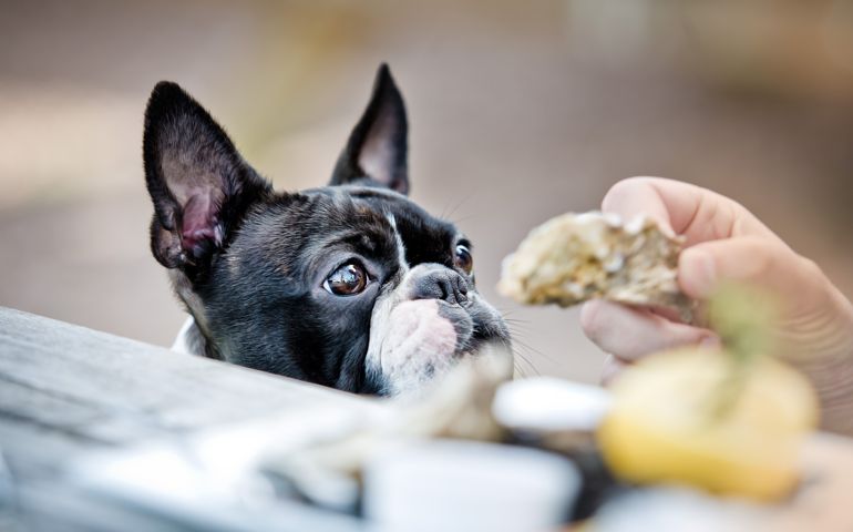 what-do-you-really-know-about-pet-food.jpg