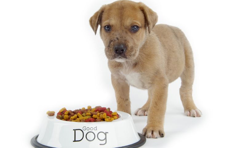 what-do-you-really-know-about-pet-food.jpg