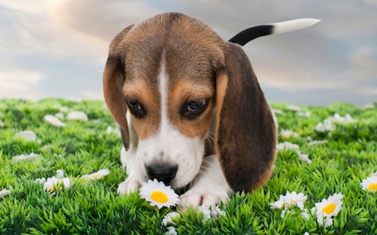 what-do-you-really-know-about-pet-food.jpg