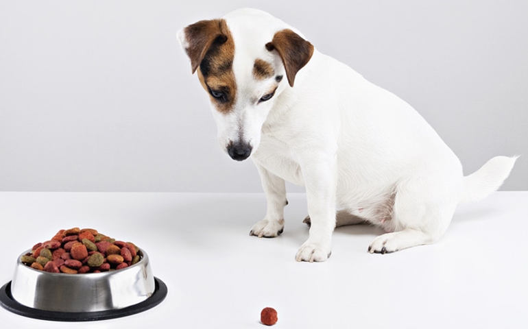what-do-you-really-know-about-pet-food.jpg