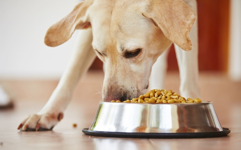 what-do-you-really-know-about-pet-food.jpg