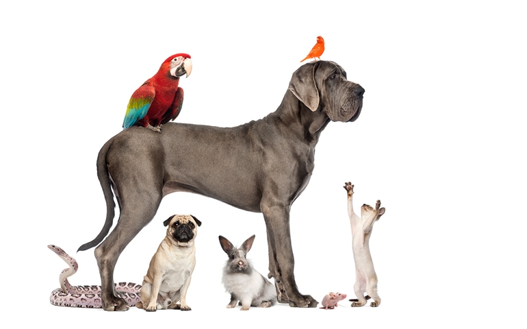 what-do-you-really-know-about-pet-food.jpg