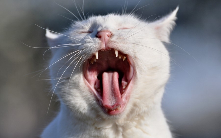 what-do-you-really-know-about-pet-food.jpg