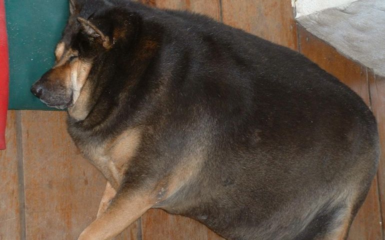 what-do-you-really-know-about-pet-food.jpg