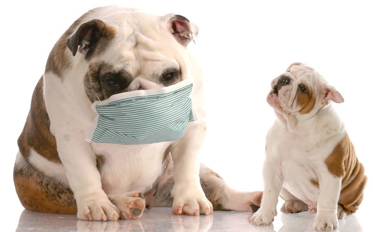 what-do-you-really-know-about-pet-food.jpg