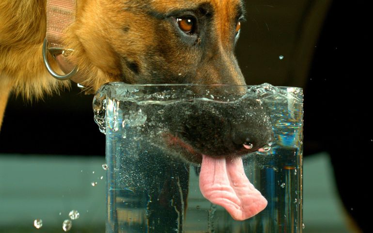 what-do-you-really-know-about-pet-food.jpg