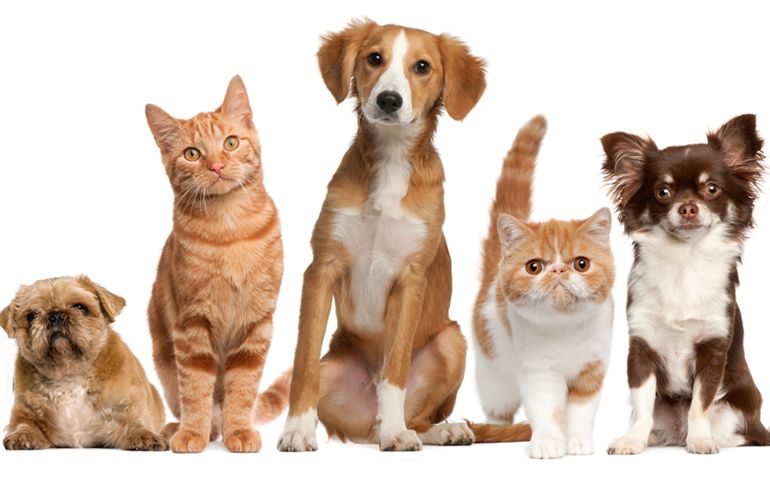 what-do-you-really-know-about-pet-food.jpg
