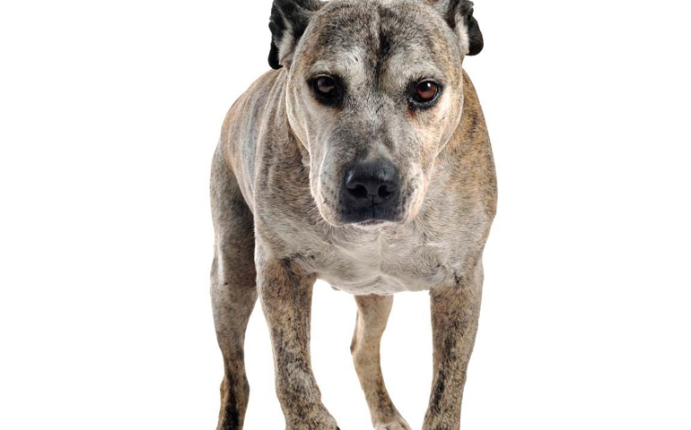 what-do-you-really-know-about-pet-food.jpg