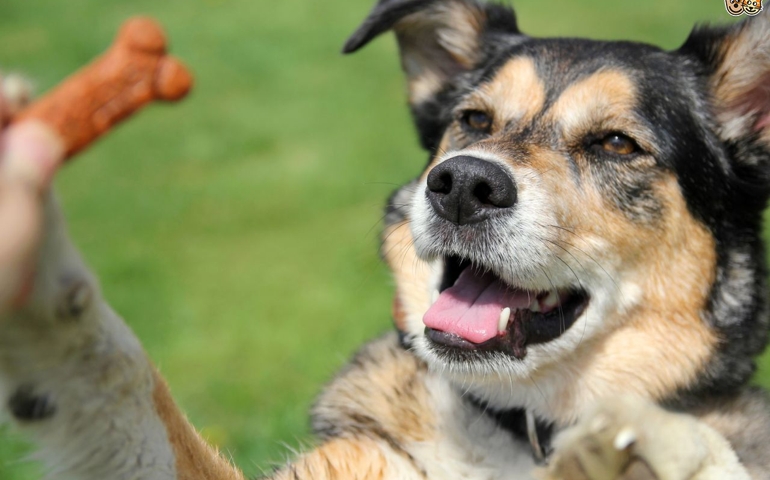 what-do-you-really-know-about-pet-food.jpg