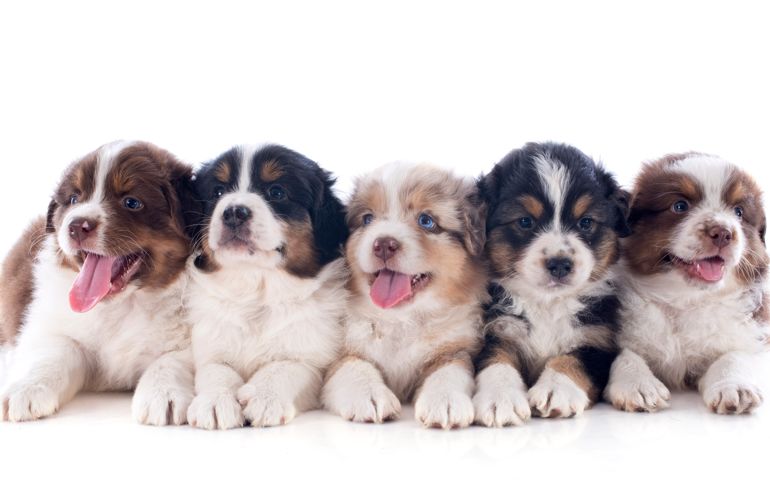 what-do-you-really-know-about-pet-food.jpg