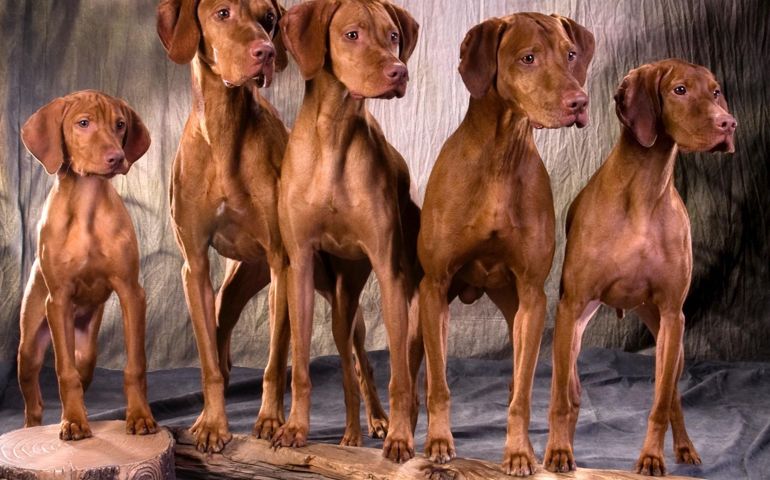can-you-pass-this-bowwow-dog-breed-quiz.jpg