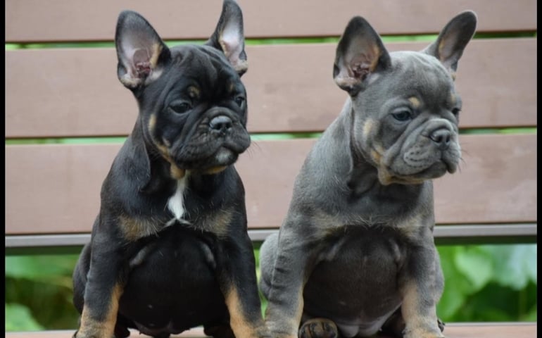 can-you-pass-this-bowwow-dog-breed-quiz.jpg