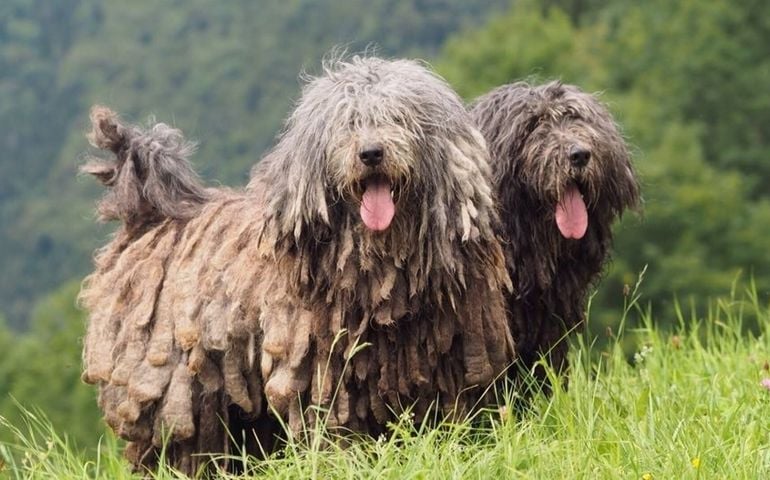 can-you-pass-this-bowwow-dog-breed-quiz.jpg