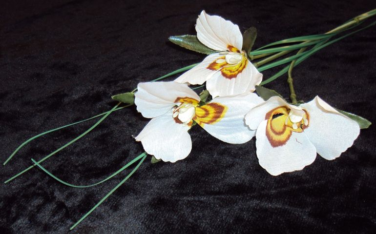 botany-time-can-you-name-these-flowers.jpg