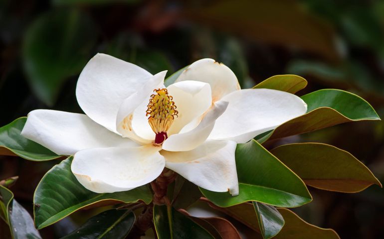 botany-time-can-you-name-these-flowers.jpg