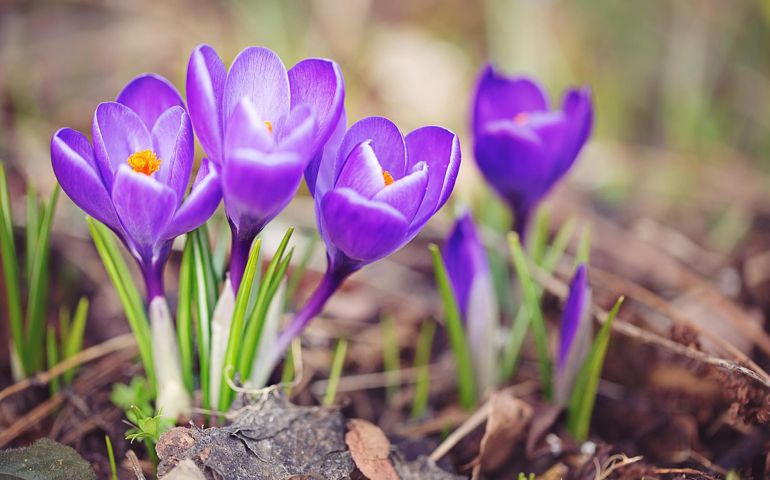 botany-time-can-you-name-these-flowers.jpg