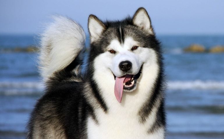 can-you-pass-this-bowwow-dog-breed-quiz.jpg