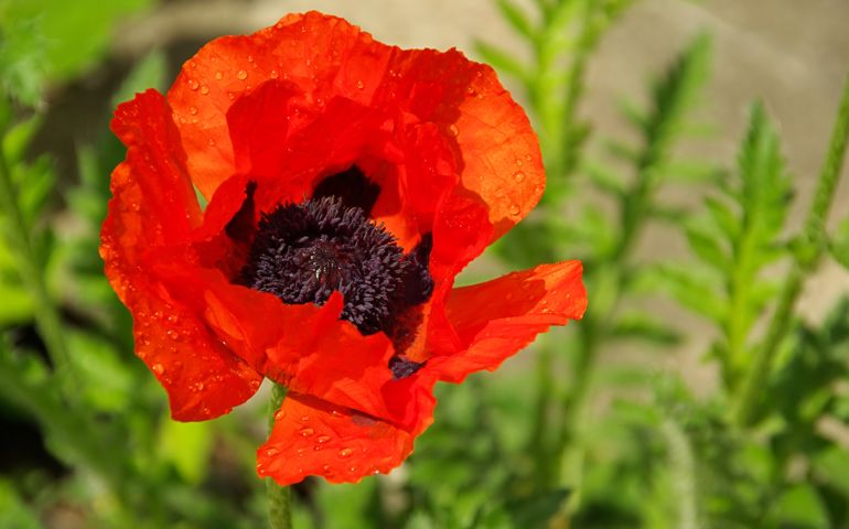 botany-time-can-you-name-these-flowers.jpg