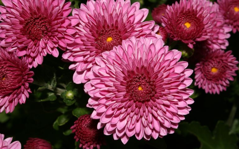 botany-time-can-you-name-these-flowers.jpg