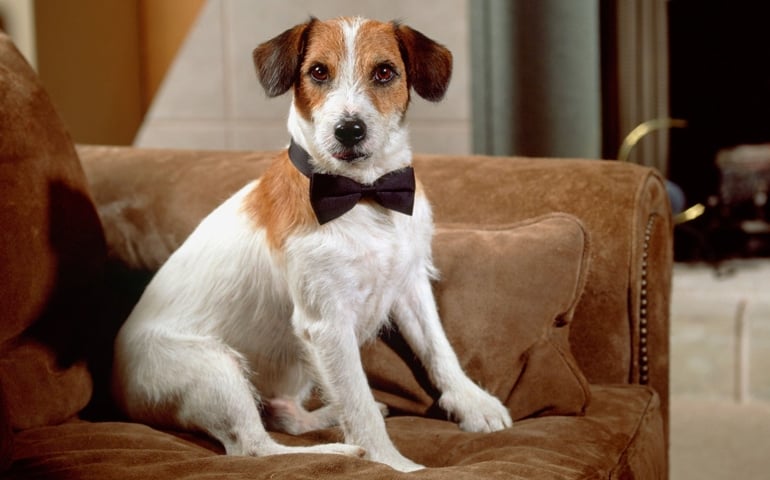 can-you-pass-this-bowwow-dog-breed-quiz.jpg