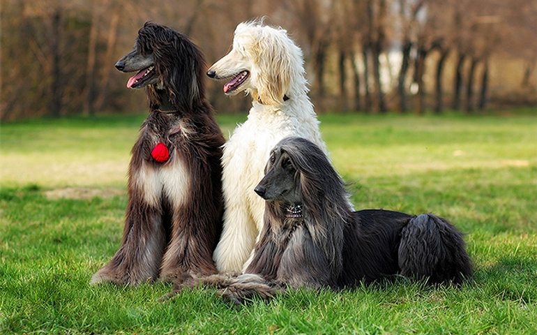 can-you-pass-this-bowwow-dog-breed-quiz.jpg