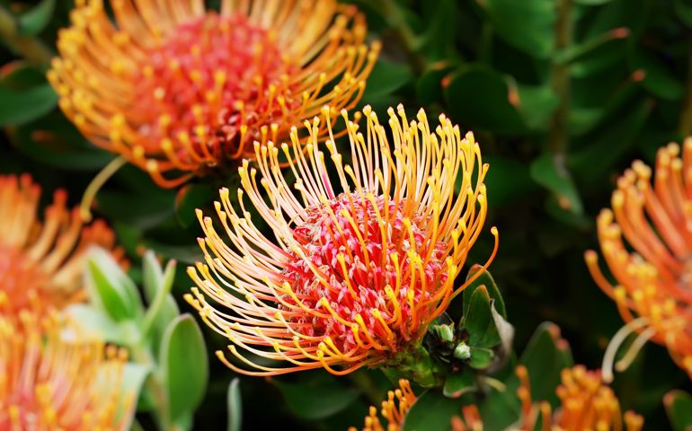 botany-time-can-you-name-these-flowers.jpg