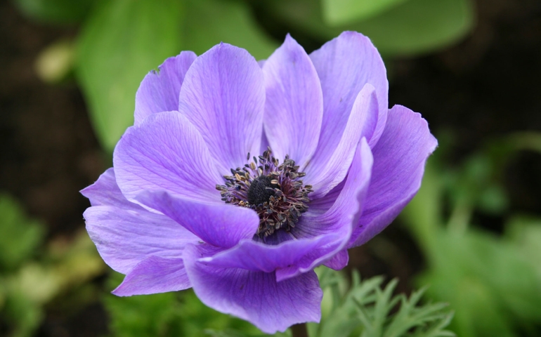 botany-time-can-you-name-these-flowers.jpg
