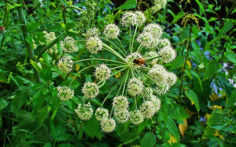botany-time-can-you-name-these-flowers.jpg