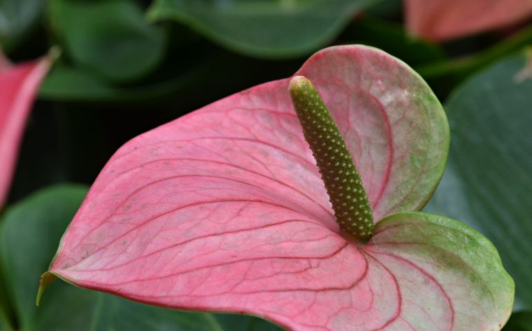 botany-time-can-you-name-these-flowers.jpg