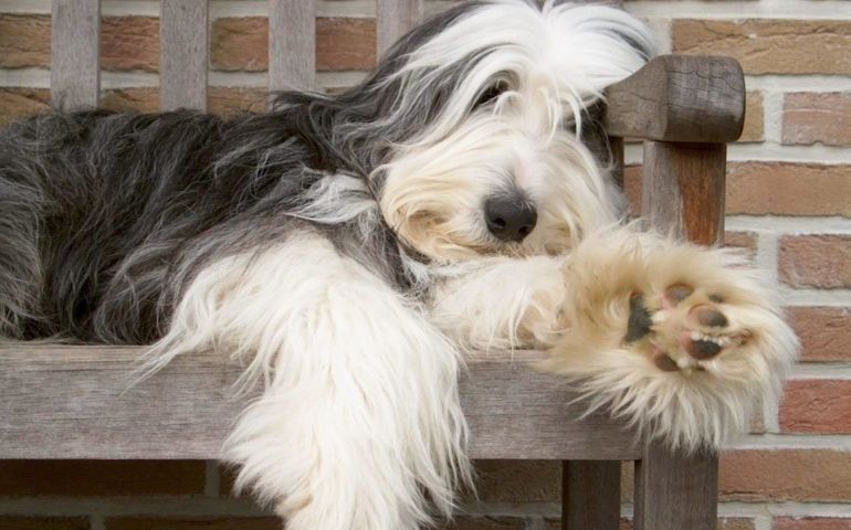 can-you-pass-this-bowwow-dog-breed-quiz.jpg