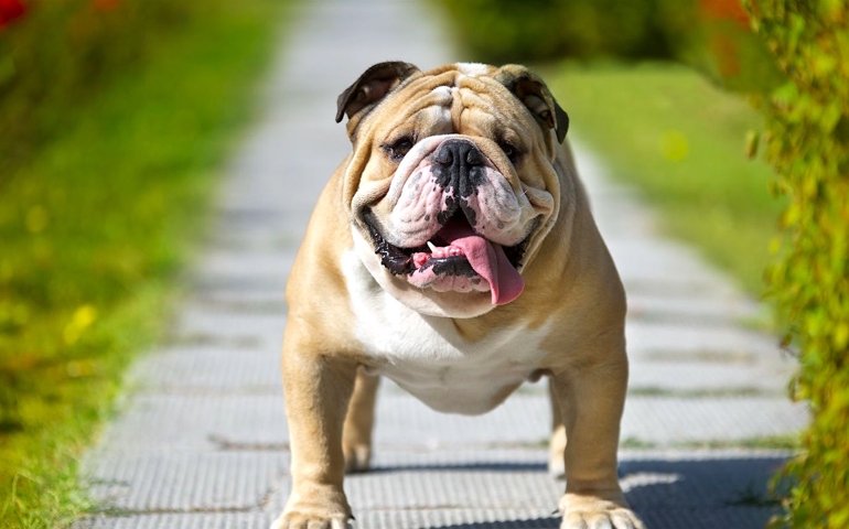 can-you-pass-this-bowwow-dog-breed-quiz.jpg