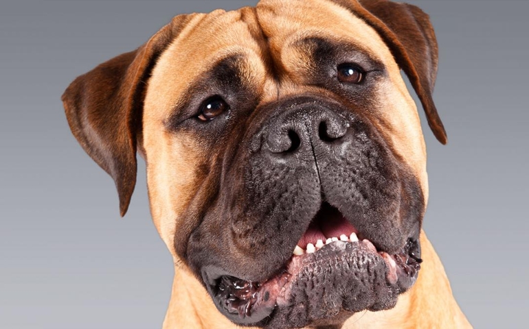 can-you-pass-this-bowwow-dog-breed-quiz.jpg