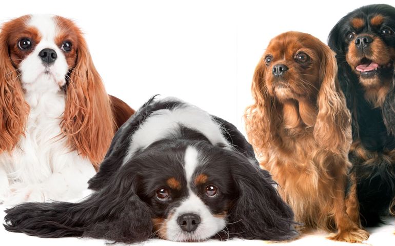 can-you-pass-this-bowwow-dog-breed-quiz.jpg