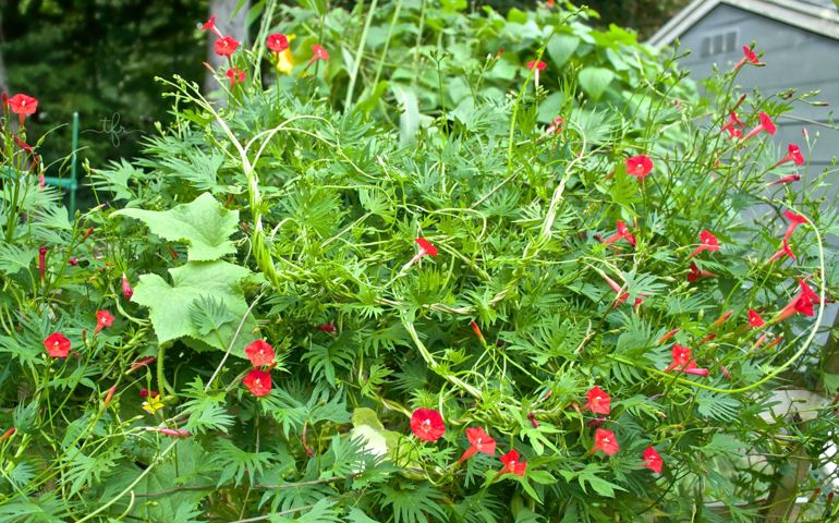 botany-time-can-you-name-these-flowers.jpg