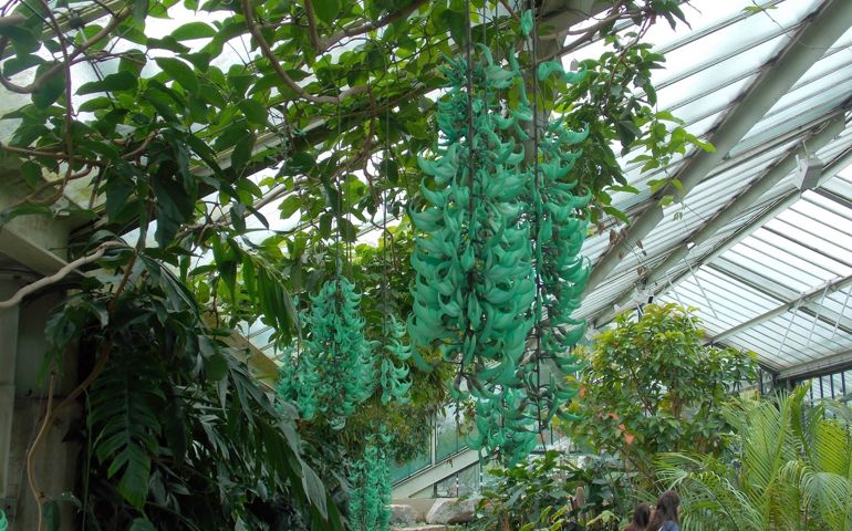 botany-time-can-you-name-these-flowers.jpg